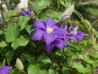 Purple Clematis Flower seeds for Planting Cut Flower Favorite Heirloom & GMO Free Seeds for Home Garden 
 
 Sale