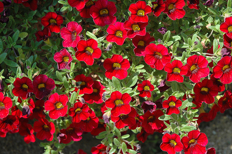 Red Calibrachoa Flower Seeds, Easy-to-Grow Heirloom Non-GMO Blooms for Hanging Baskets & Gardens