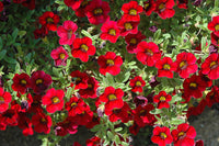 Red Calibrachoa Flower Seeds, Easy-to-Grow Heirloom Non-GMO Blooms for Hanging Baskets & Gardens