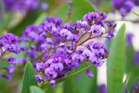 Hardenbergia Flower seeds for Planting Hardy Variety Heirloom & GMO Free Seeds for Home Garden