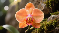 Orange Phalaenopsis Orchid Flower Seeds for Planting Perfect for Borders Heirloom & GMO Free Seeds for Home Garden
 
 Sale
