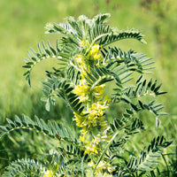 Astragalus Flower seeds for Planting - Sun Loving, Heirloom & GMO Free Seeds for Home Garden