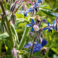 Blue Borage Flower seeds for Planting - Easy to Grow, Heirloom & GMO Free Seeds for Home Garden