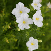 Nierembergia Flower seeds for Planting Wildflower Mix Heirloom & GMO Free Seeds for Home Garden