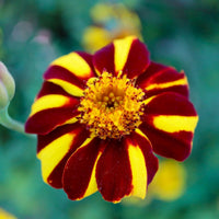 Marigold Mr Majestic Flower seeds for Planting Fragrant Blossoms Heirloom & GMO Free Seeds for Home Garden
