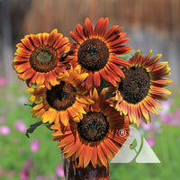 Sunflower Seeds For Planting - Yellow & Brown Varieties