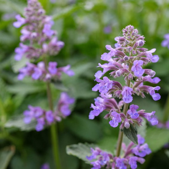Purple Catmint Flower seeds for Planting Sun Loving Heirloom & GMO Free Seeds for Home Garden 
 
 Sale