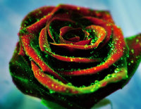 Red Green Rose Flower seeds for Planting - Shade Tolerant, Heirloom & GMO Free Seeds for Home Garden