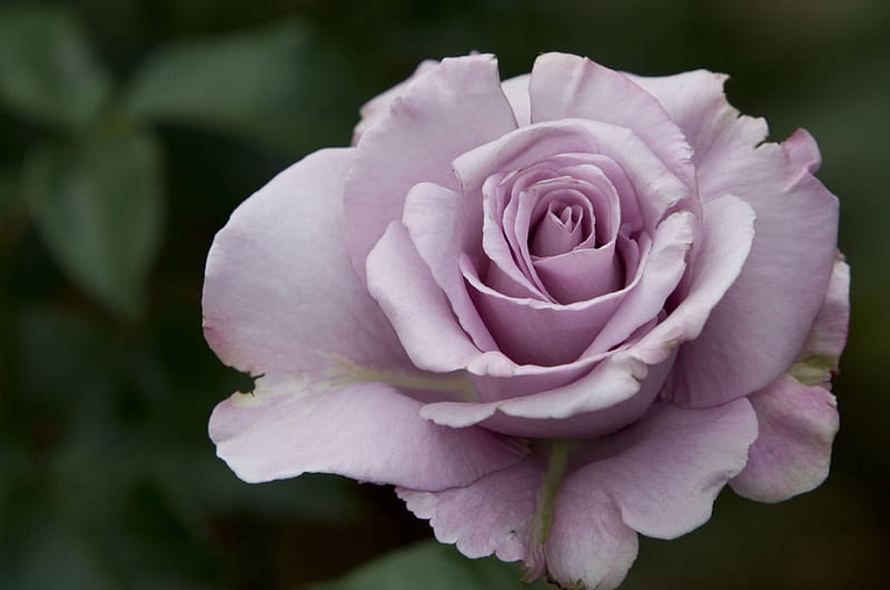 Violet Rose Flower seeds for Planting Drought Tolerant Heirloom & GMO Free Seeds for Home Garden
 
 Sale