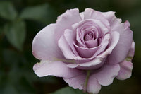 Violet Rose Flower seeds for Planting Drought Tolerant Heirloom & GMO Free Seeds for Home Garden
 
 Sale
