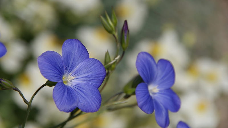 Blue Crystal Flower Seeds - Perfect for Planting