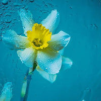 Blue Yellow Narcissus Flower seeds for Planting - Easy to Grow, Heirloom & GMO Free Seeds for Home Garden