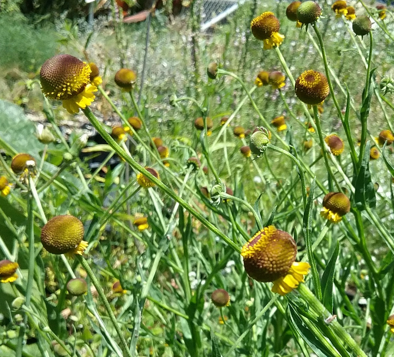 Helenium Autumn Lollipop Flower seeds for Planting Drought Tolerant Heirloom & GMO Free Seeds for Home Garden