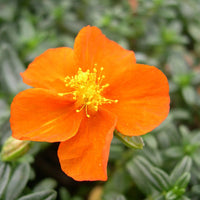 Mixed Helianthemum Flower seeds for Planting - Colorful Display, Heirloom & GMO Free Seeds for Home Garden