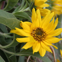 Yellow Maximiliani Flower Seeds Planting
