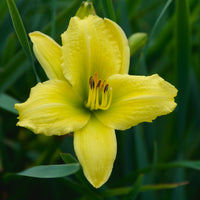 Light Green Hemerocallis Flower seeds for Planting - Cottage Garden Essential, Heirloom & GMO Free Seeds for Home Garden