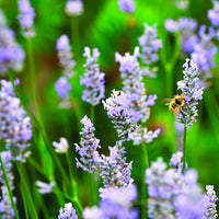 Provence Lavender Seeds for Planting - Multicolor Blooms for Fragrant Gardens