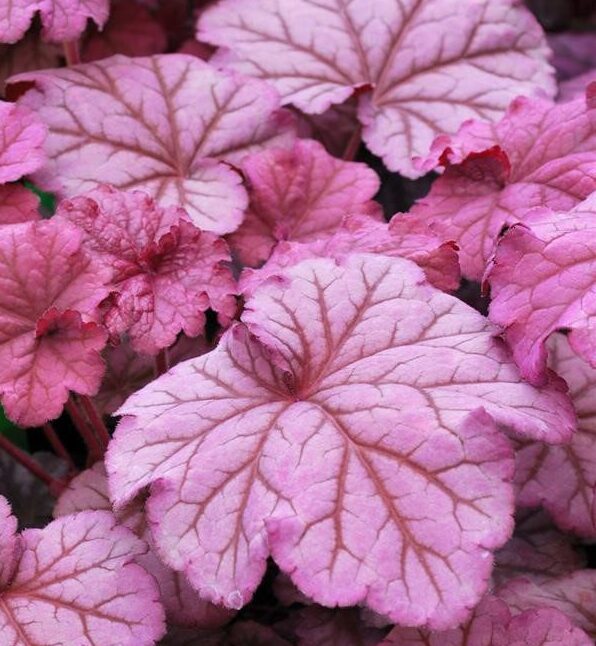 Baby Pink Heuchera Flower seeds for Planting Fragrant Blossoms Heirloom & GMO Free Seeds for Home Garden 
 
 Sale