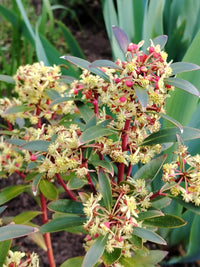 Drimy's Lanceolata Flower seeds for Planting - Easy to Grow, Heirloom & GMO Free Seeds for Home Garden