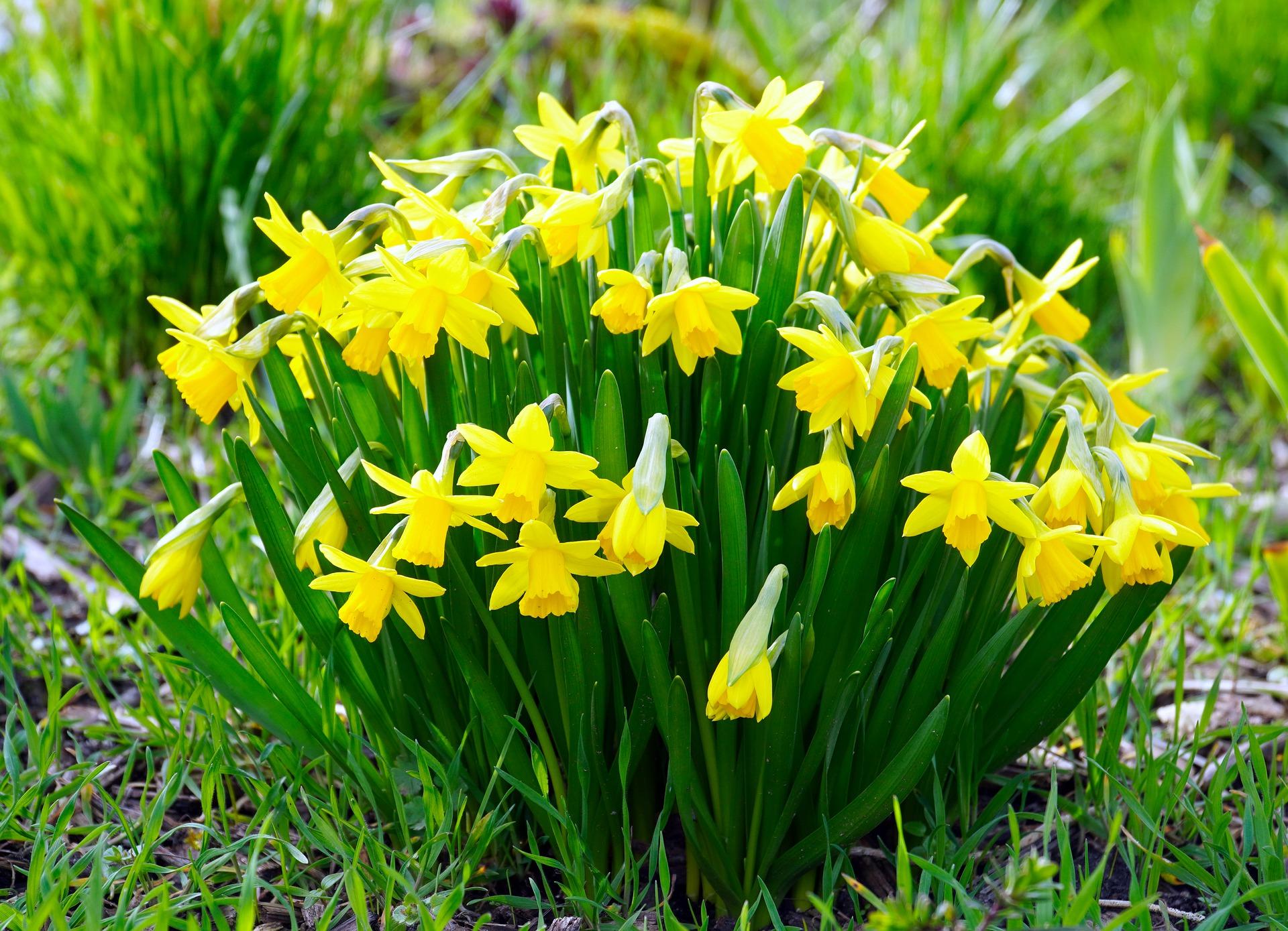 Daffodils Flower seeds for Planting - Low Maintenance, Heirloom & GMO Free Seeds for Home Garden