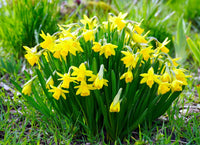 Daffodils Flower seeds for Planting - Low Maintenance, Heirloom & GMO Free Seeds for Home Garden