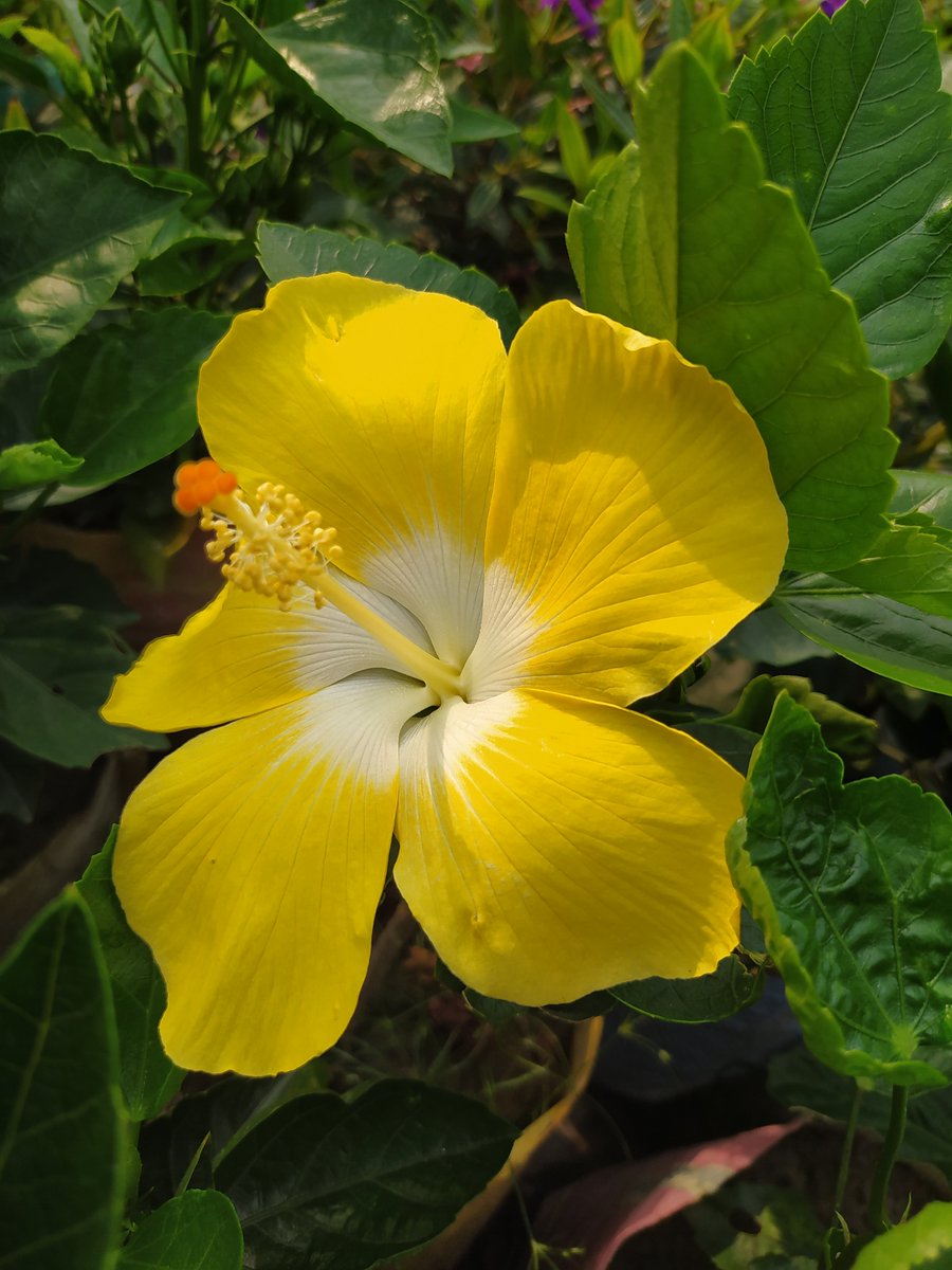 White Yellow Hibiscus Flower Seeds Low Maintenance Heirloom & GMO Free Seeds for Home Garden
 
 Sale