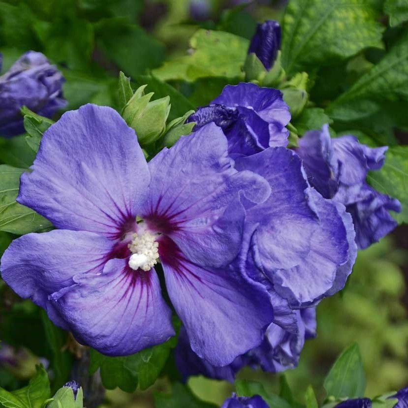 Hibiscus Syriacus Flower seeds for Planting Drought Tolerant Heirloom & GMO Free Seeds for Home Garden