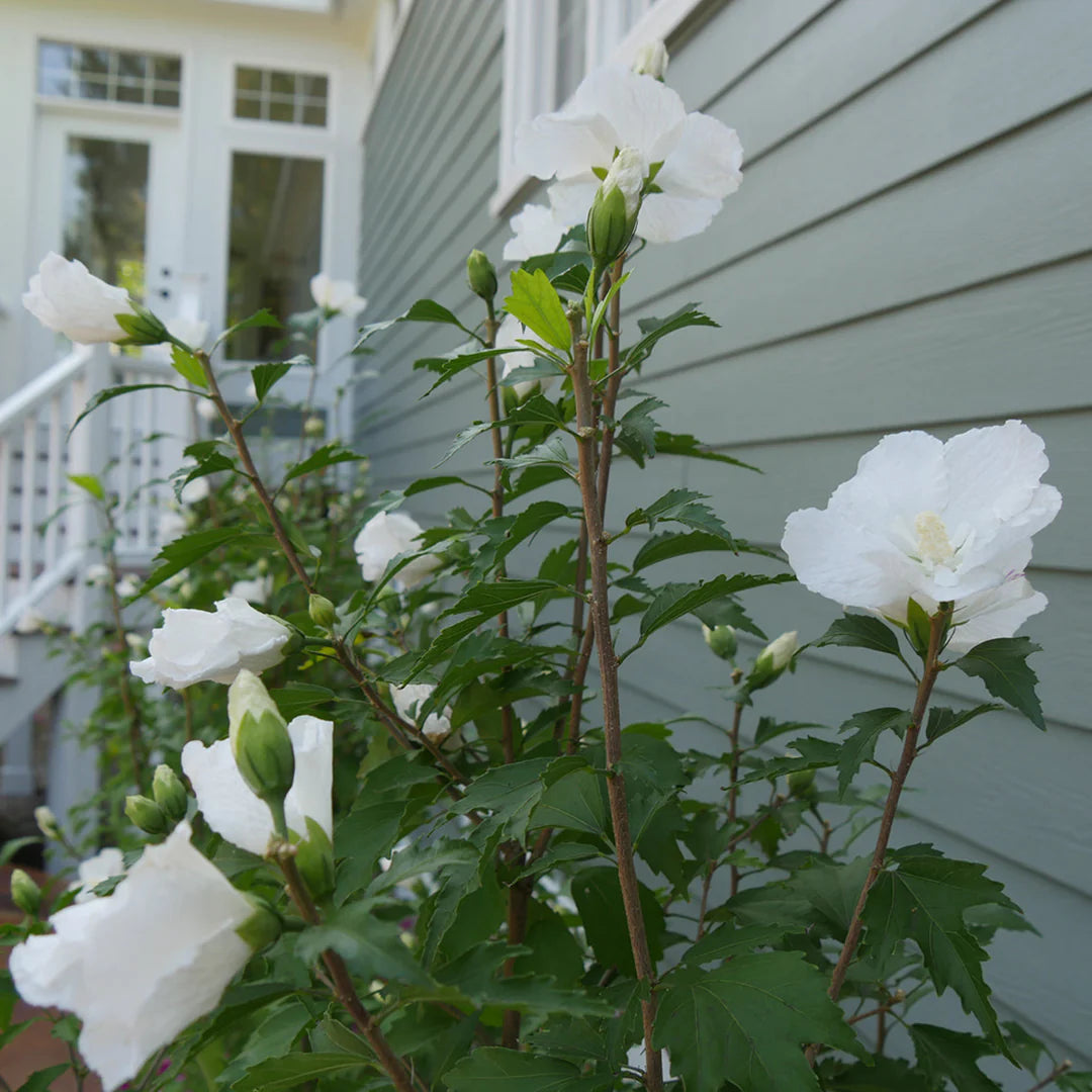 White Sharon Rose Flower seeds for Planting - Colorful Display, Heirloom & GMO Free Seeds for Home Garden