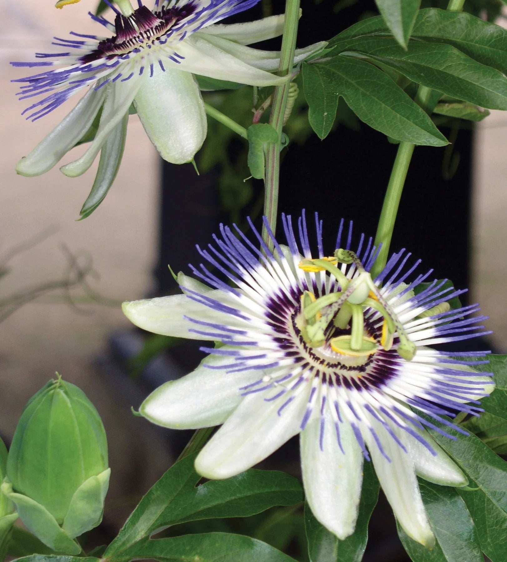 White Passiflora Biflora Flower seeds for Planting - Shade Tolerant, Heirloom & GMO Free Seeds for Home Garden