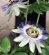 Sky (Sky Blue) seeds for planting in home garden