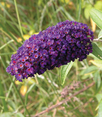 Knight Butterfly Bush Flower seeds for Planting Colorful Display Heirloom & GMO Free Seeds for Home Garden