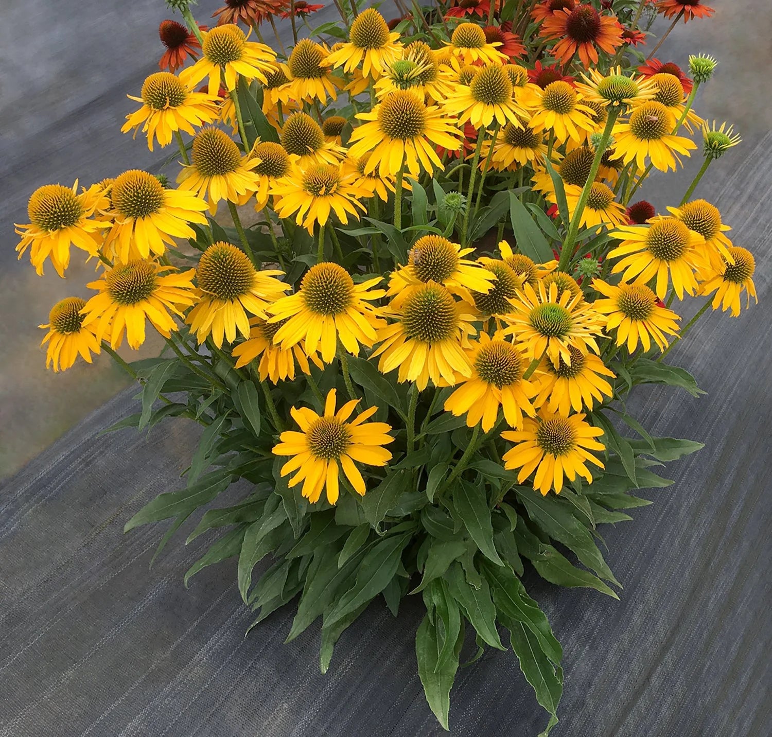 Yellow ConeFlower seeds for Planting - Colorful Display, Heirloom & GMO Free Seeds for Home Garden