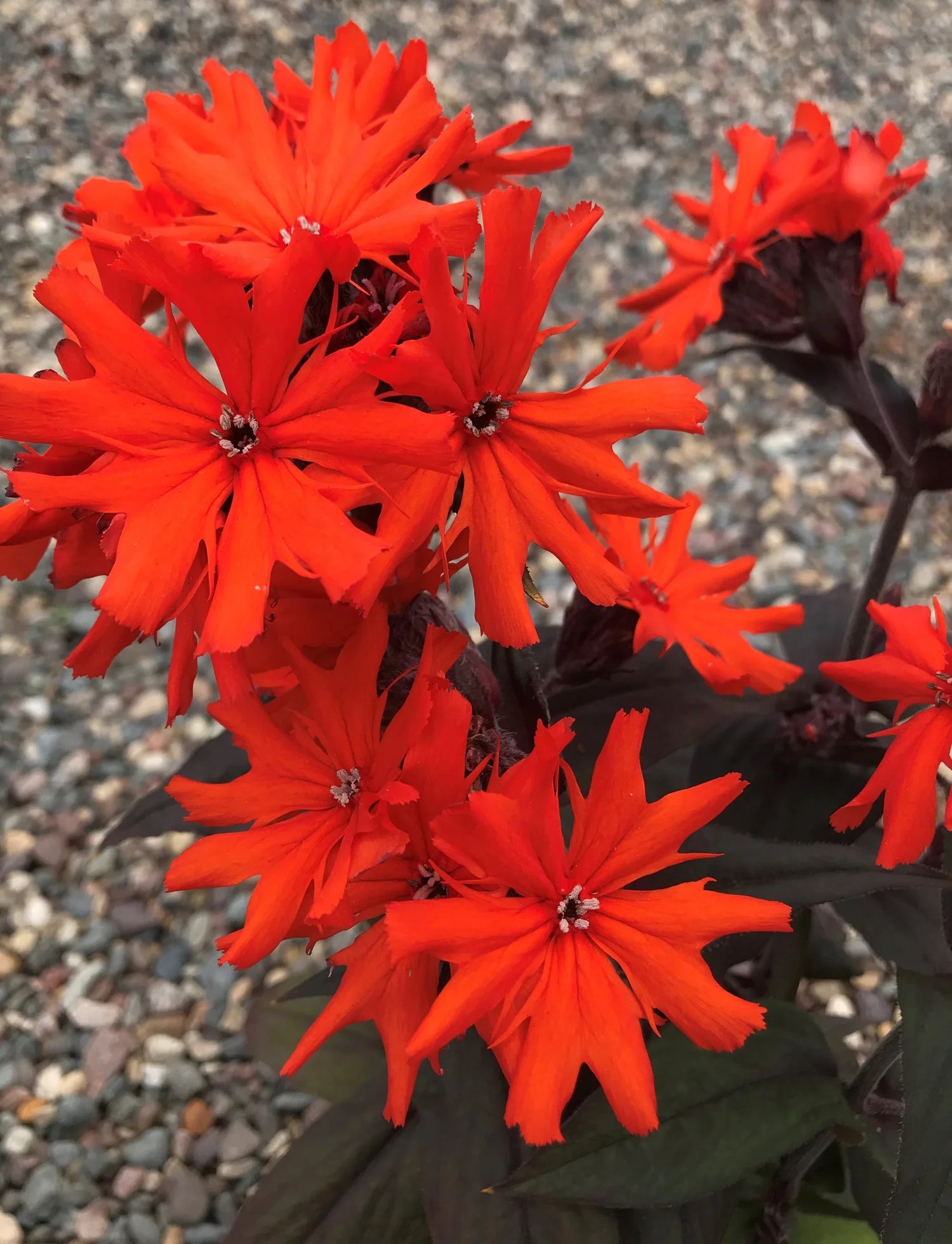 Red Orange Lychnis Arkwrightii Flower seeds for Planting - Shade Tolerant, Heirloom & GMO Free Seeds for Home Garden