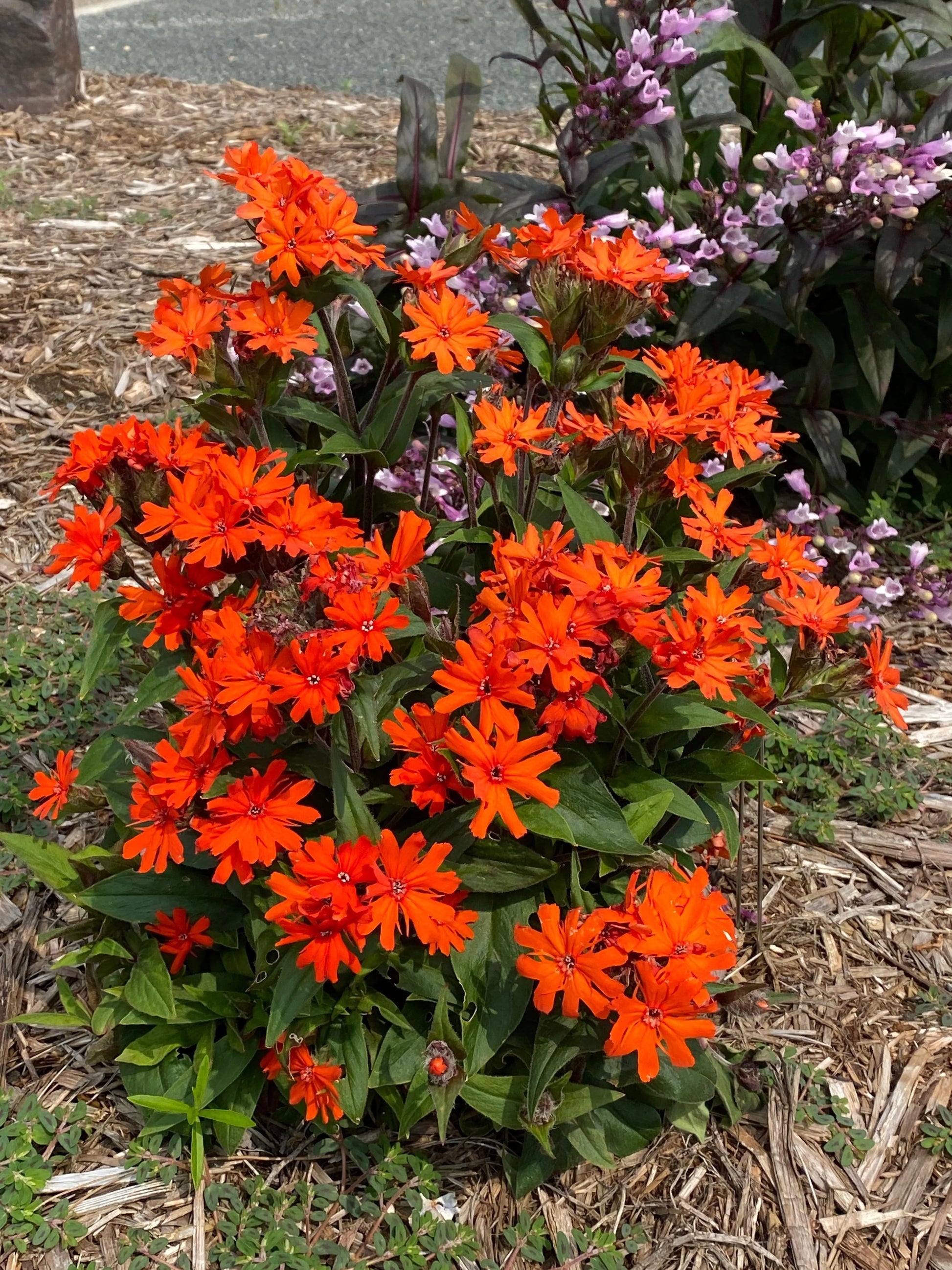 Red Orange Lychnis Arkwrightii Flower seeds for Planting - Shade Tolerant, Heirloom & GMO Free Seeds for Home Garden