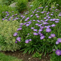 Stoke's Aster Planting Seeds - Perennial Garden Blooms