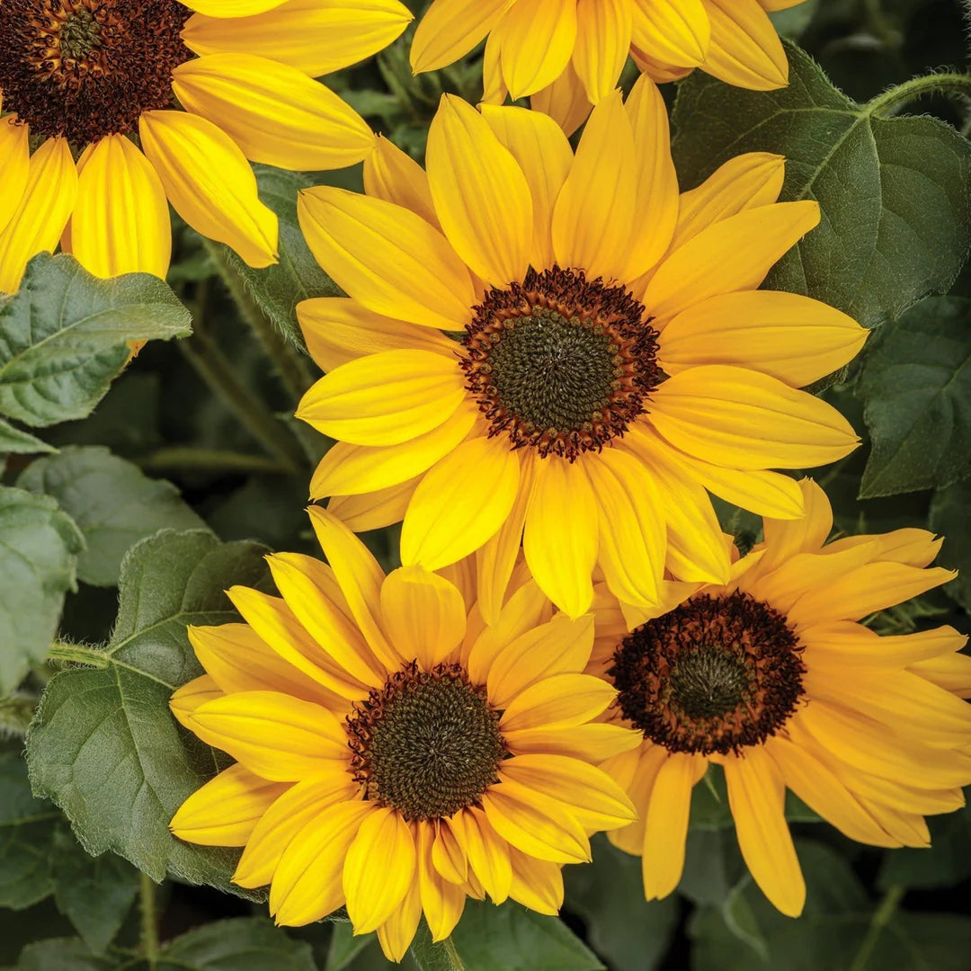 SunFlower seeds for Planting Cottage Garden Essential Heirloom & GMO Free Seeds for Home Garden