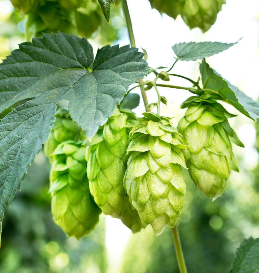 Khaki Green Humulus Lupulus Flower seeds for Planting Fragrant Blossoms Heirloom & GMO Free Seeds for Home Garden 
 
 Sale