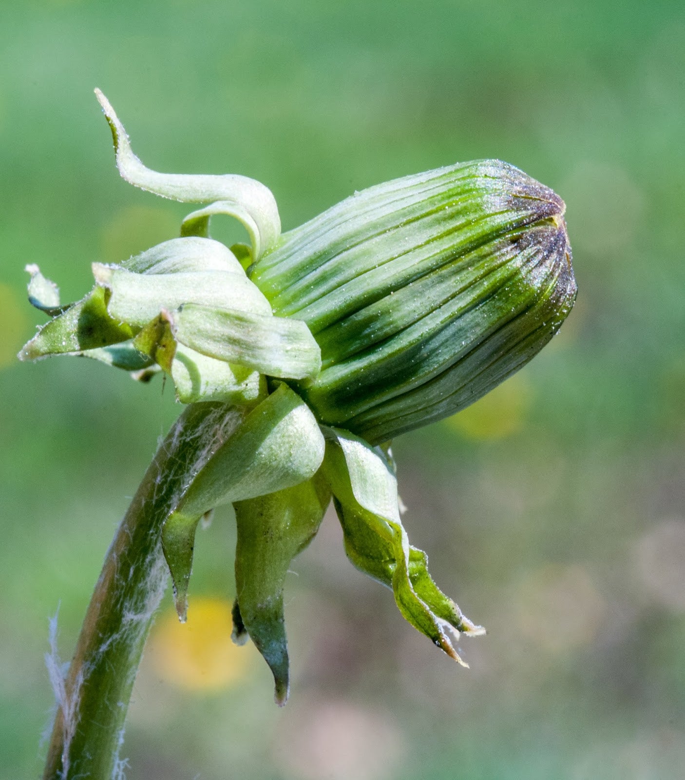 Green Dandelion Flower seeds for Planting - Seasonal Bloomer, Heirloom & GMO Free Seeds for Home Garden