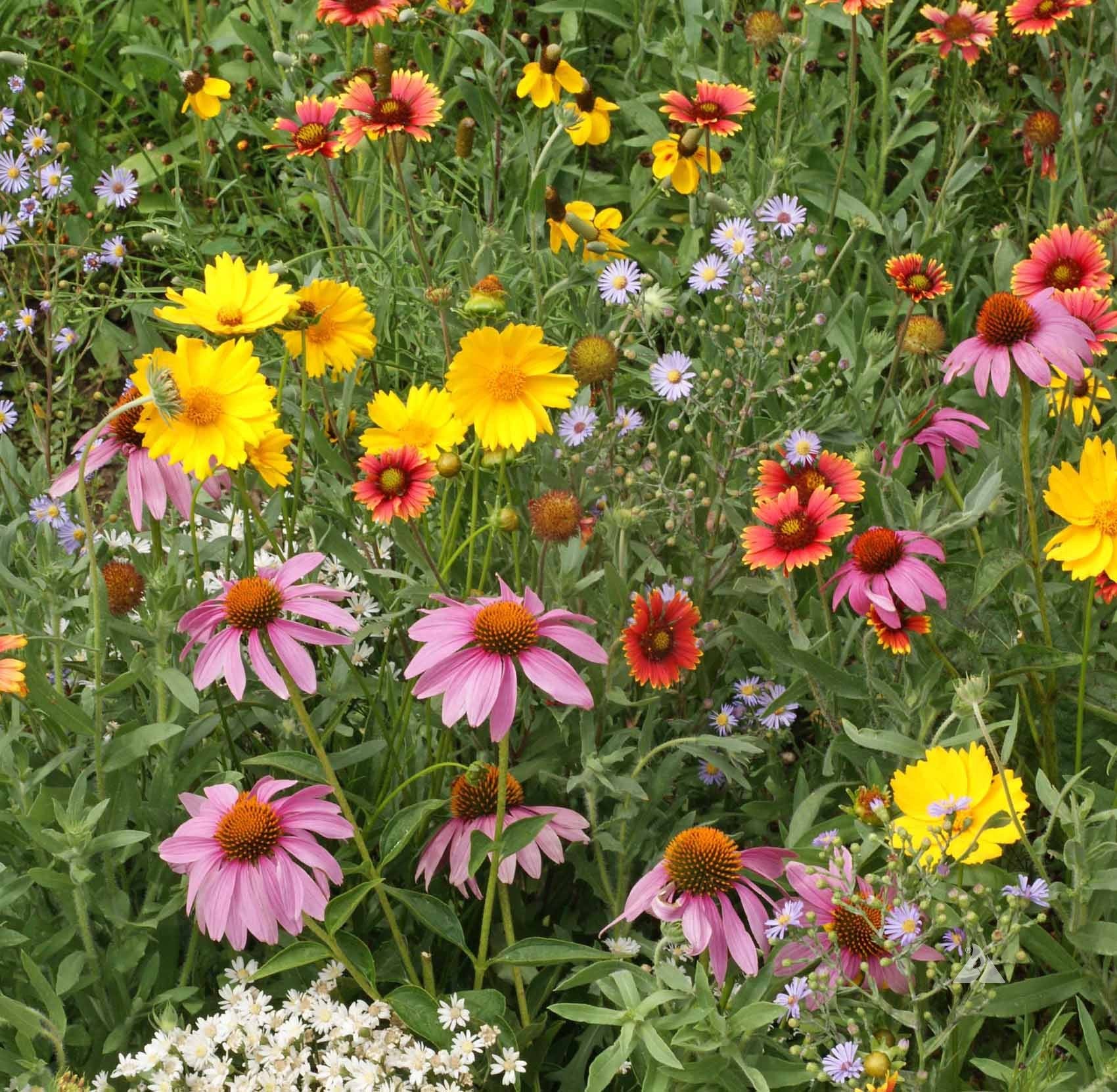 Florific Flower seeds for Planting - Low Maintenance, Heirloom & GMO Free Seeds for Home Garden