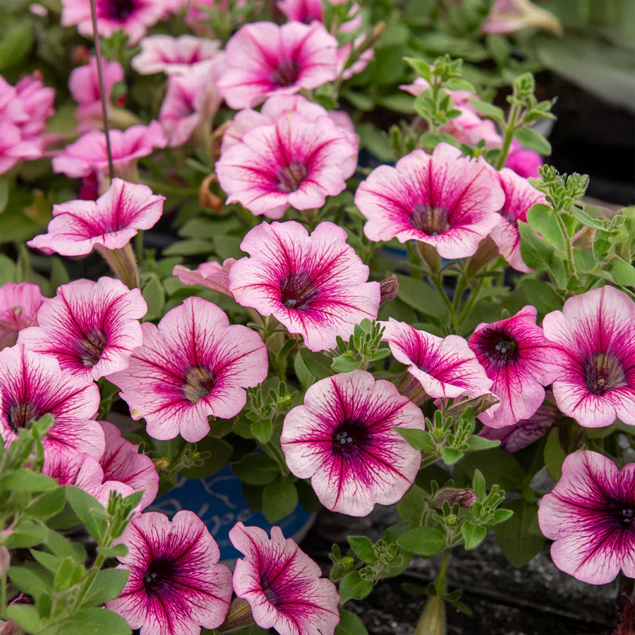 Pale Pink Petunia Flower seeds for Planting - Low Maintenance, Heirloom & GMO Free Seeds for Home Garden