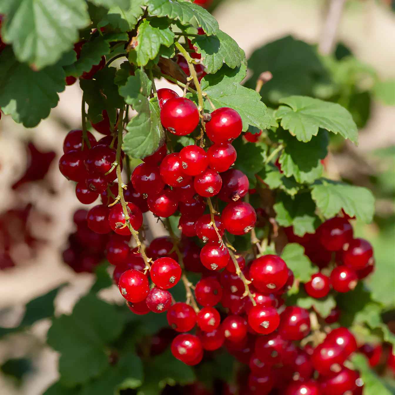 Johannisbeere Red Fruit Seeds for Planting - Grow Your Own Juicy Currants!