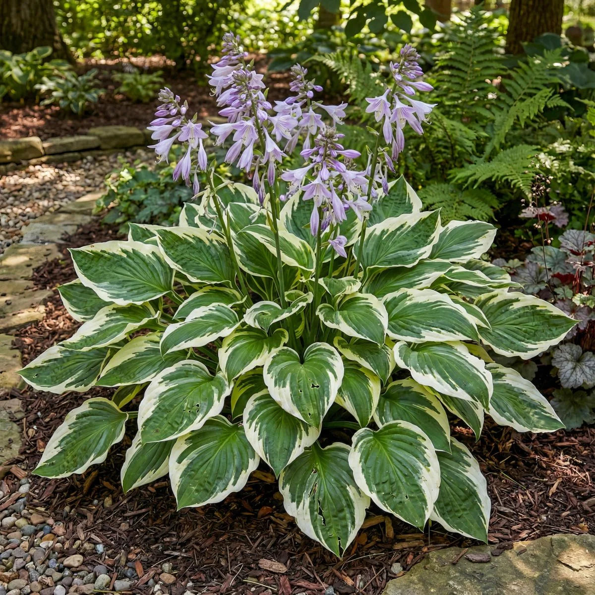Heirloom Hosta Flower seeds for Planting Compact Growth Heirloom & GMO Free Seeds for Home Garden