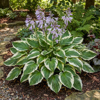 Heirloom Hosta Flower seeds for Planting Compact Growth Heirloom & GMO Free Seeds for Home Garden