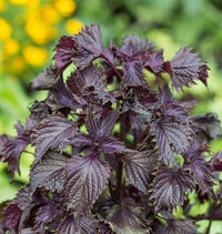 Purple Perilla Flower seeds for Planting - Cottage Garden Essential, Heirloom & GMO Free Seeds for Home Garden