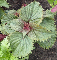 Mixed Perilla Flower seeds for Planting - Hardy Variety, Heirloom & GMO Free Seeds for Home Garden