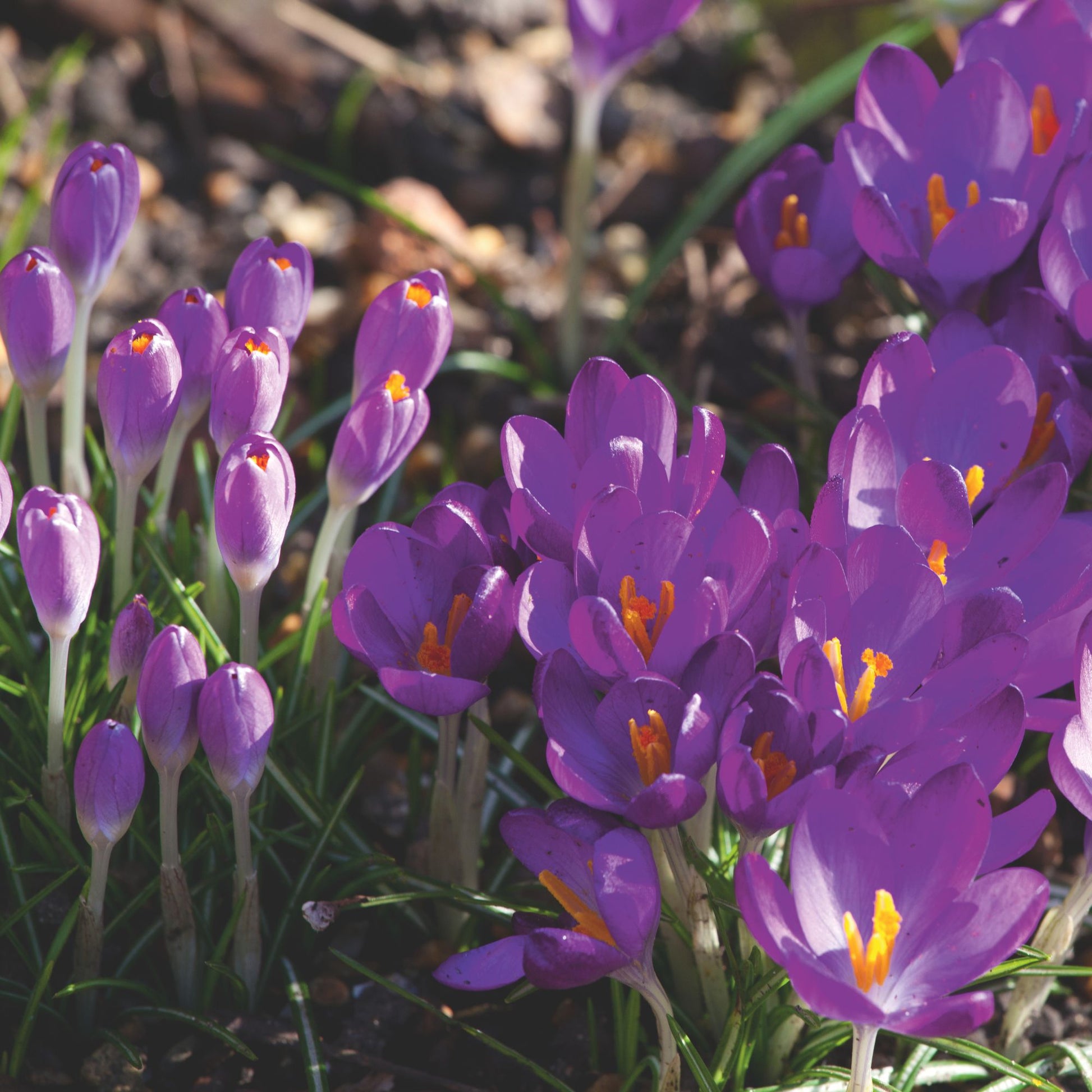 White Violet Daffodil Seeds for Planting in Your Garden