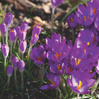 White Violet Daffodil Seeds for Planting in Your Garden