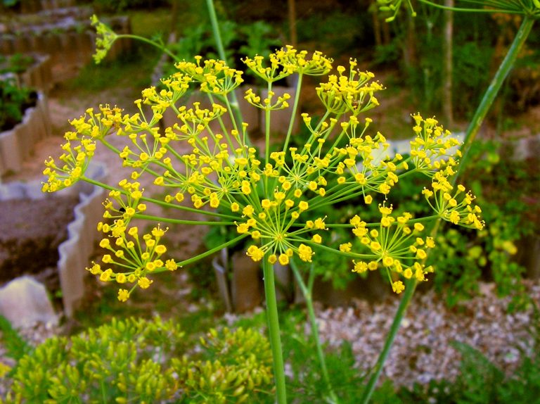 Anethum Graveolens Seeds Flower seeds for Planting - Bright Blooms, Heirloom & GMO Free Seeds for Home Garden