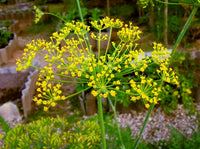 Anethum Graveolens Seeds Flower seeds for Planting - Bright Blooms, Heirloom & GMO Free Seeds for Home Garden
