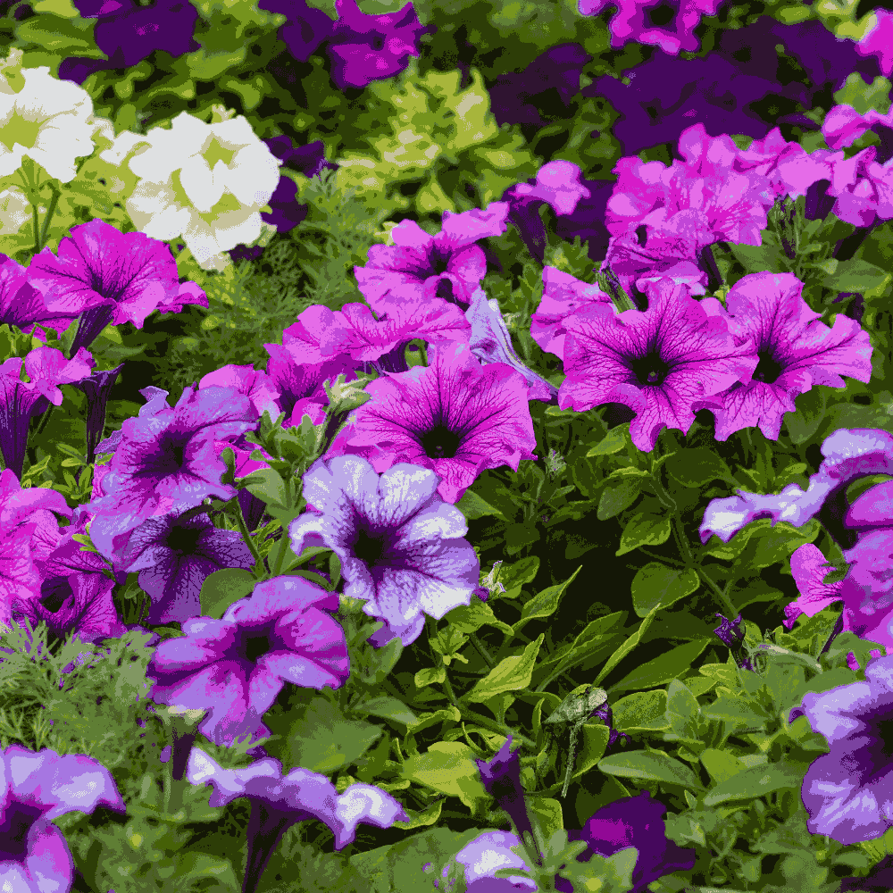 Purple Surfinia Planting Seeds - Perfect for Colorful Blooms